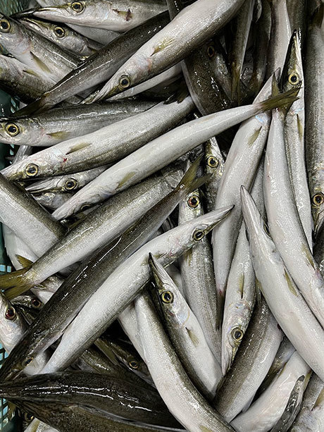 小田原産水カマス