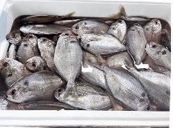 小田原産エボ鯛